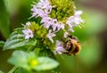 A laborious bee that collects nectar from mint flowers contributes to the pollination of flowers.