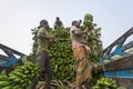 Labors are loading to pickup van on green bananas. Royalty Free Stock Photo