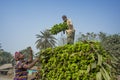 Labors are loading to pickup van on green bananas. Royalty Free Stock Photo