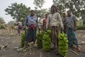 Labors are loading to pickup van on green bananas.