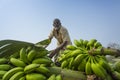 Labors are loading to pickup van on green bananas.