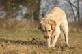 Labradog retriever dog is digging a hole in a meadow Royalty Free Stock Photo