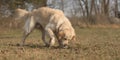 Labradog retriever dog is digging a hole in a meadow Royalty Free Stock Photo