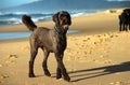 Labradoodle With A Ball Royalty Free Stock Photo