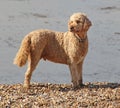 Labradoodle beach dog