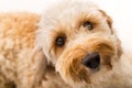 Labradoodle Royalty Free Stock Photo