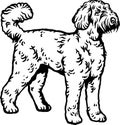 Labradoodle - Dog Breed, Funny dog Vector File, detailed vector