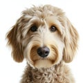 Labradoodle dog close up portrait isolated on white background. ai generative