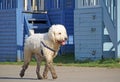 Labradoodle dog Royalty Free Stock Photo