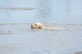 Labradoodle dog playing in a lake. White dog swims in the water. Yellow tennis ball Royalty Free Stock Photo