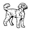 Labradoodle dog pose- vector isolated illustration on white background Royalty Free Stock Photo