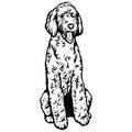 Labradoodle dog sitting pose- vector isolated illustration on white background