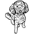 Labradoodle dog sitting pose - vector isolated illustration on white background