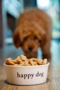 Labradoodle Dog Walking Towards Happy Dog Bowl of Biscuits