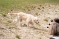 Labradoodle dog walks curiously across the sand to some blurred photographers. The camera lenses are focused on the white dog. The