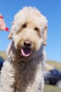 Labradoodle Looking at the Camera During Summer Walk Royalty Free Stock Photo