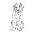 Labradoodle Mix dog - vector isolated illustration on white background Royalty Free Stock Photo