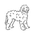 Labradoodle Mix dog - vector isolated illustration on white background