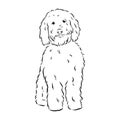 Labradoodle Mix dog - vector isolated illustration on white background Royalty Free Stock Photo