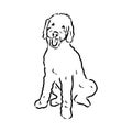 Labradoodle Mix dog - vector isolated illustration on white background Royalty Free Stock Photo