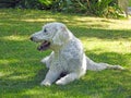 Labradoodle poodle white haired curly dog pets animals Royalty Free Stock Photo