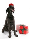 Labradoodle Present