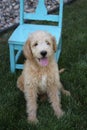 Labradoodle puppy