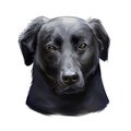 Labradoodle dog digital art illustration of cute canine animal. Crossbreed dog created by crossing Labrador retriever