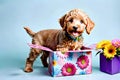 Labradoodle puppy dog friendly family pet