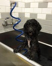Labradoodle Puppy at Self-Serve Dog Wash Royalty Free Stock Photo