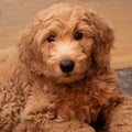 Goldendoodle puppy indoors