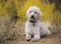 Labradoodle on Sheep Rock Trail Royalty Free Stock Photo