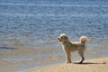 Labradoodle by the water enjoying the sun