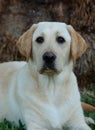 Labrador