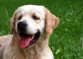 Labrador Royalty Free Stock Photo