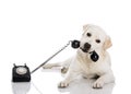 Labrador answering a call Royalty Free Stock Photo