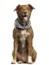 Labrador Australian Shepherd crossbreed dog