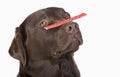 Labrador Balancing a Treat on his Nose Royalty Free Stock Photo