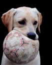 Labrador and ball Royalty Free Stock Photo