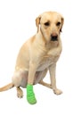 Labrador with bandaged foot