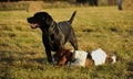 Labrador and basset