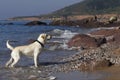 Labrador on the beach