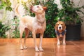 Labrador and beagle puppies in the sunny garden Royalty Free Stock Photo