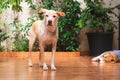 Labrador and beagle puppies in the sunny garden Royalty Free Stock Photo