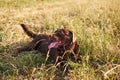 Labrador brown color, sticking out his tongue, lying on the grass and looking away Royalty Free Stock Photo