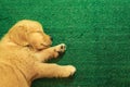 Labrador child dogs are sleeping happily on the green grass Royalty Free Stock Photo