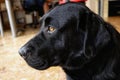 Labrador close-up