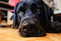 Labrador close-up