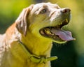 Labrador close up face portrait on a sunny day. Golden