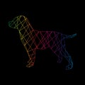 Labrador dog abstract isolated on a black backgrounds.